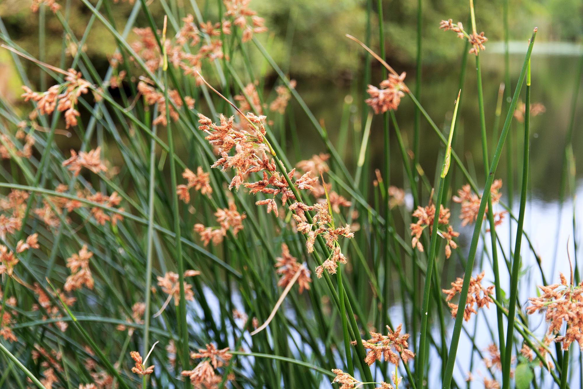 wat zijn dit voor 'biezen'?